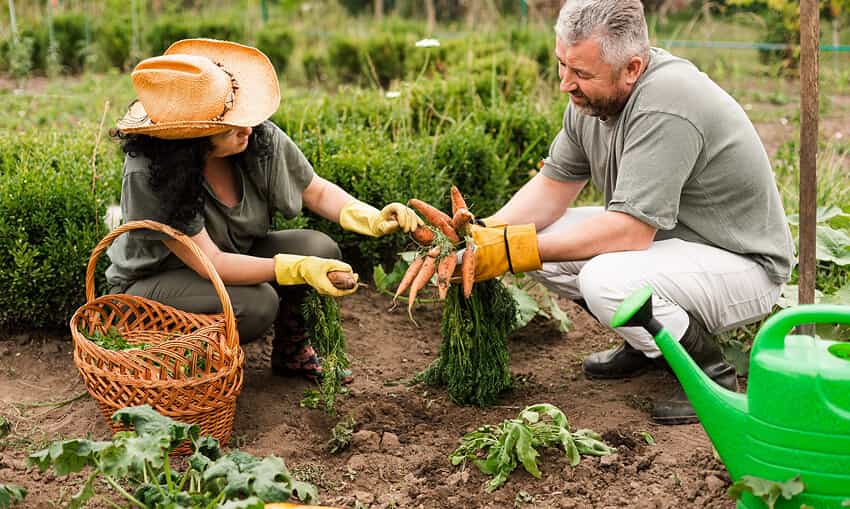 Revolutionizing the Way Food is Grown - 狗子285